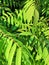 Green tropical background large exotic leaves. tropical plant foliage texture, large palm leaf nature background