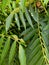 Green tropical background large exotic leaves. tropical plant foliage texture, large palm leaf nature background