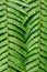 Green tropical background. Perfect fern leaves texture. Abstract lines in nature