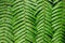 Green tropical background. Perfect fern leaves texture. Abstract lines in nature