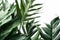 Green tropical foliage plant cascade fern bush forked giant sword fern on white background. Generative AI