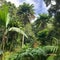 Green tropical forest with multiple thick leaves, created using generative ai technology