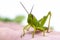 Green tropical grasshopper on hand. Garden grasshopper head closeup. Exotic insect macrophoto. Summer grasshopper