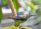 Green Tropical Hummingbird On Branch