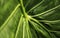 Green tropical leaf background, ecological, grass and abstract