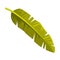 Green Tropical Leaf and Foliage of Bali Vector Illustration