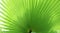 Green tropical leaf in the shape of a fan. Washingtonia palm tree leaf closeup with place for text. Tropical design template for