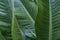 Green tropical leaf texture horizontal, natural