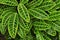 Green tropical leaves, background