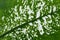 Green tropical leaves of dieffenbachia whith white spots