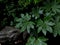 Green tropical leaves Fatsia or Japanese aralia Aralia sieboldii o Fatsia japonica, Araliaceae, ornamental plants backdrop
