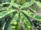 Green tropical leaves galls disease tropical plant.