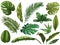 Green tropical leaves. Hand drawn rainforest nature leaf, color sketched monstera leaves vector illustration set