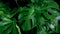 Green tropical leaves Monstera ornamental plant jungle evergreen
