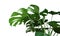 Green tropical leaves Monstera ornamental plant jungle evergreen vine on white background