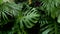 Green tropical leaves Monstera, palm, fern and ornamental plants backdrop