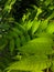 Green tropical leaves in sunlight background. Refreshing wit