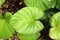 Green Tropical nature of Devilâ€™s ivy, Golden pothos, Hunterâ€™s-robe or    Epipremnum aureum green leaf of tropical plants