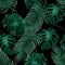 Green tropical palm leaves and monstera. Jungle thickets. Seamless floral pattern. Isolated on a black background