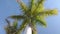 Green tropical palm tree under blue sky