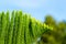 Green tropical plant background. Evergreen cypress branch.