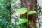 Green tropical plant of Devil`s ivy or Golden Hunter`s Rolae climbing on a tree trunk with nature background