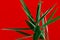 Green tropical plant leaves close up isolated on red background. High contrast creative nature photography. Abstract