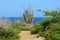 Green tropical plants with cactus overlooking beautiful blue ocean in Aruba