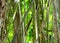 Green tropical rainforest. Green background