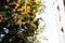 Green tropical tree with yellow flowers. Golden Flower Scented Osmanthus. A tree with a sweet scent.