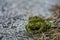 Green true toad sitting on the asphalt road