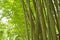 Green trunks and leaves of bamboo clump