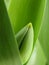 Green Tulip