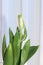 Green tulip bud