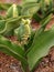 Green tulip bud on garden.