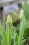 Green tulip buds blooms in spring in the sun in the grass