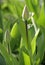 Green tulip burgeons