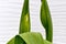 Green Tulip Flower Bud Pair