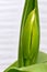 Green Tulip Flower Bud Solo 02