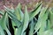 Green tulip leaves texture, brown ground blurry background