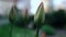 Green tulips blooming in start spring. Cold weather in spring garden.