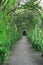 Green tunnel