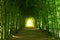 Green tunnel