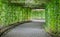 Green tunnel of Angled Luffa plant