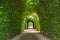 Green tunnel of trees at the garden of the Rijksmuseum, Amsterdam