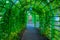 Green tunnel at the upper garden in Estonian capital Tallin