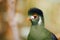 Green turaco bird