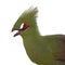 Green Turaco bird