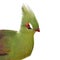 Green Turaco bird