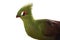 Green Turaco bird